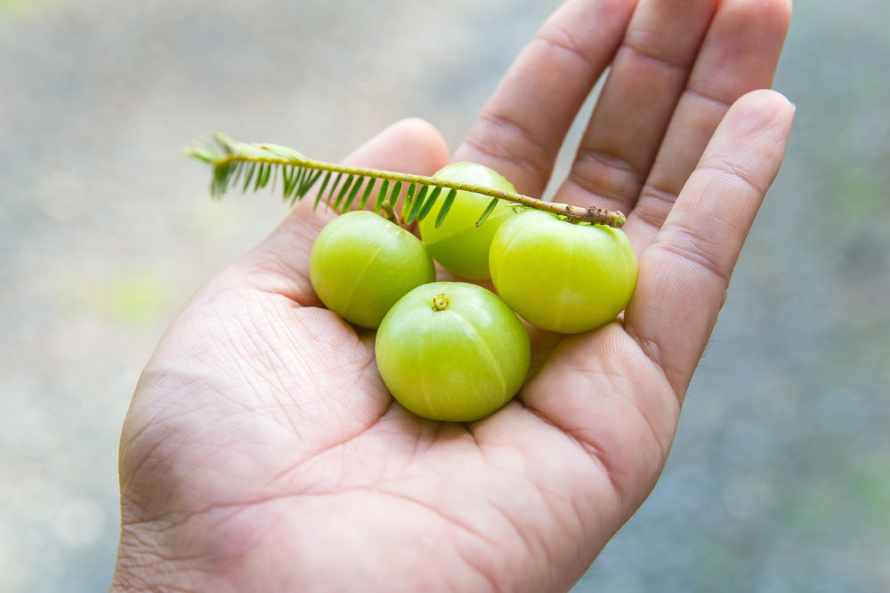What are the Health Benefits of Amla?