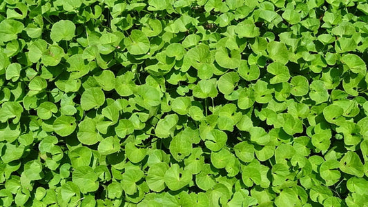 Benefits of Brahmi Herb : Herb of Grace