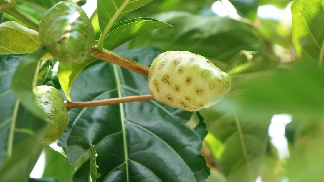 9 Benefits of Drinking Noni Juice