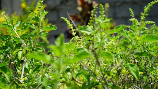 The Many Health Benefits of Tulsi