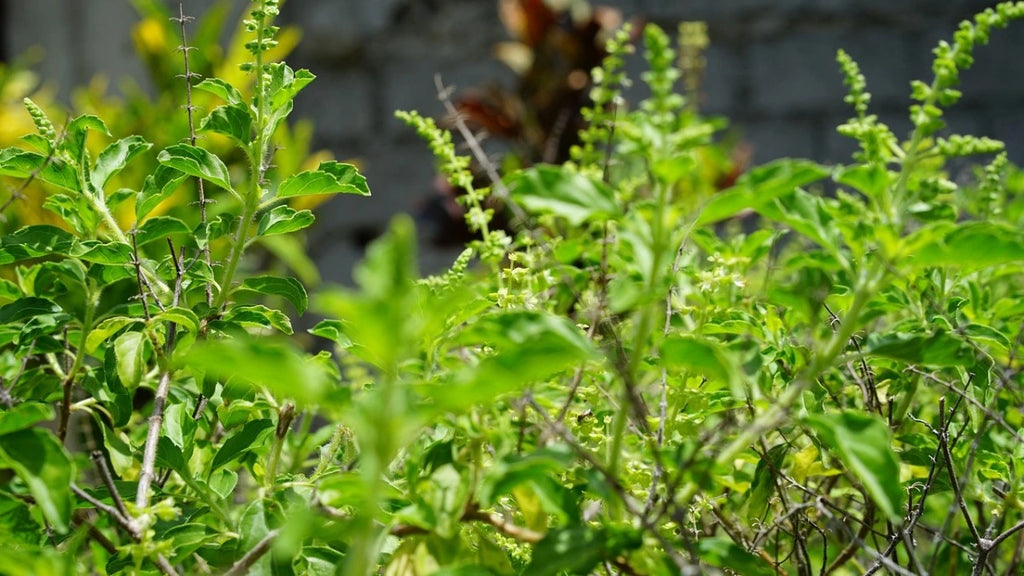 The Many Health Benefits of Tulsi